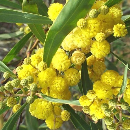 Mimosa Floral Absolute Oil 